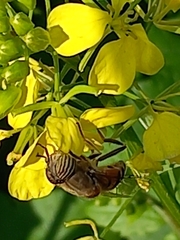 Eristalinus taeniops