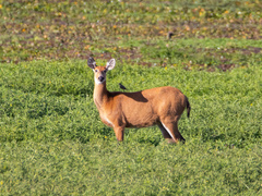 Blastocerus dichotomus