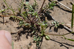 Planodes virginicum