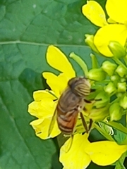 Eristalinus taeniops