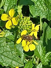 Eristalinus taeniops