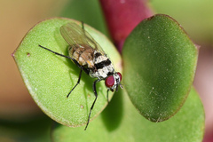 Anthomyia