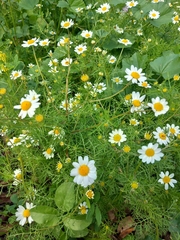 Anthemis