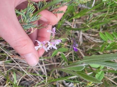 Galearis rotundifolia