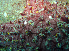 Ophiothela mirabilis