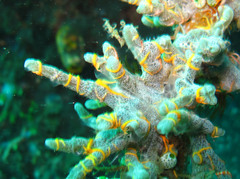 Ophiothela mirabilis