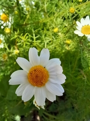 Anthemis