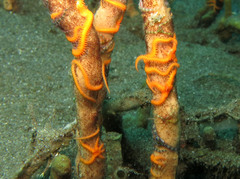 Ophiothela mirabilis