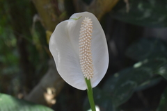 Spathiphyllum