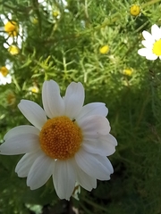 Anthemis