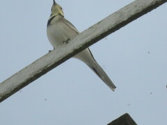 Motacilla alba