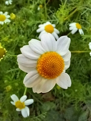 Anthemis