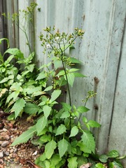 Youngia japonica