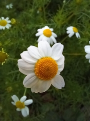 Anthemis