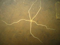 Ophiothrix