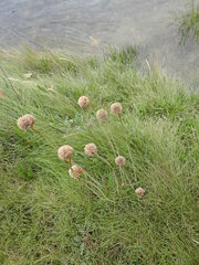 Armeria curvifolia