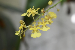 Trichocentrum cebolleta