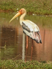 Mycteria leucocephala