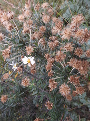 Chiliotrichum diffusum