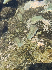 Dolabrifera nicaraguana