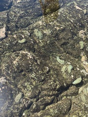 Dolabrifera nicaraguana