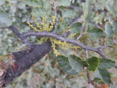 Misodendrum punctulatum