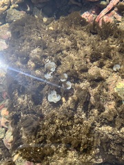 Dolabrifera nicaraguana