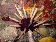 Phyllacanthus imperialis