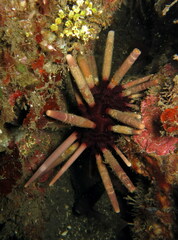 Phyllacanthus imperialis