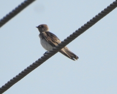 Petrochelidon fluvicola