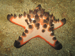 Protoreaster nodosus