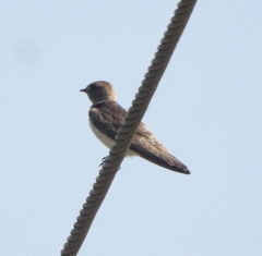 Petrochelidon fluvicola