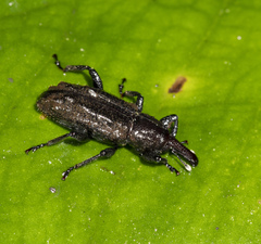 Molytinae