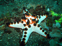 Protoreaster nodosus