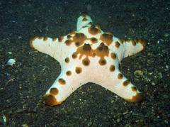 Protoreaster nodosus