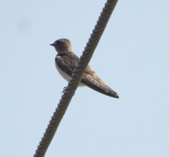 Petrochelidon fluvicola