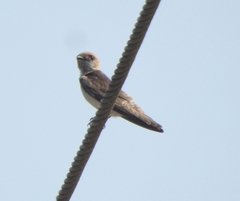Petrochelidon fluvicola