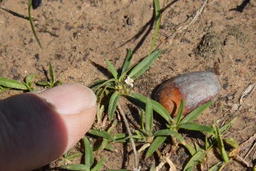 Image of Prairie Mexican clover by (c) Dan Johnson, some rights reserved (CC BY)