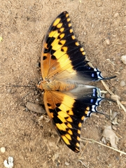 Charaxes saturnus