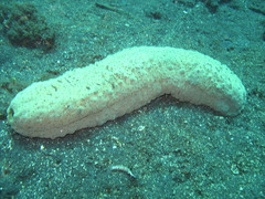 Stichopus herrmanni