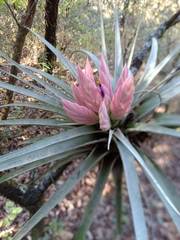 Tillandsia carlsoniae