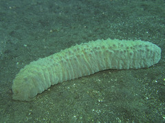 Stichopus herrmanni
