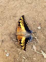 Charaxes saturnus