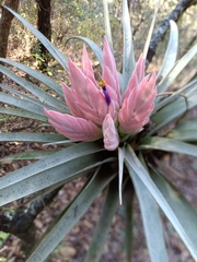 Tillandsia carlsoniae