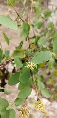 Porophyllum punctatum