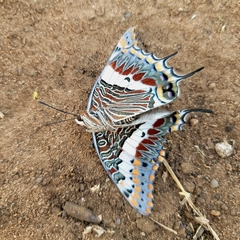 Charaxes saturnus