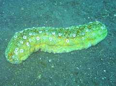 Stichopus ocellatus image