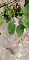 Porophyllum punctatum