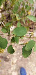 Porophyllum punctatum
