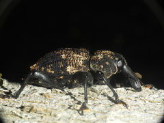 Heilipodus bellicosus